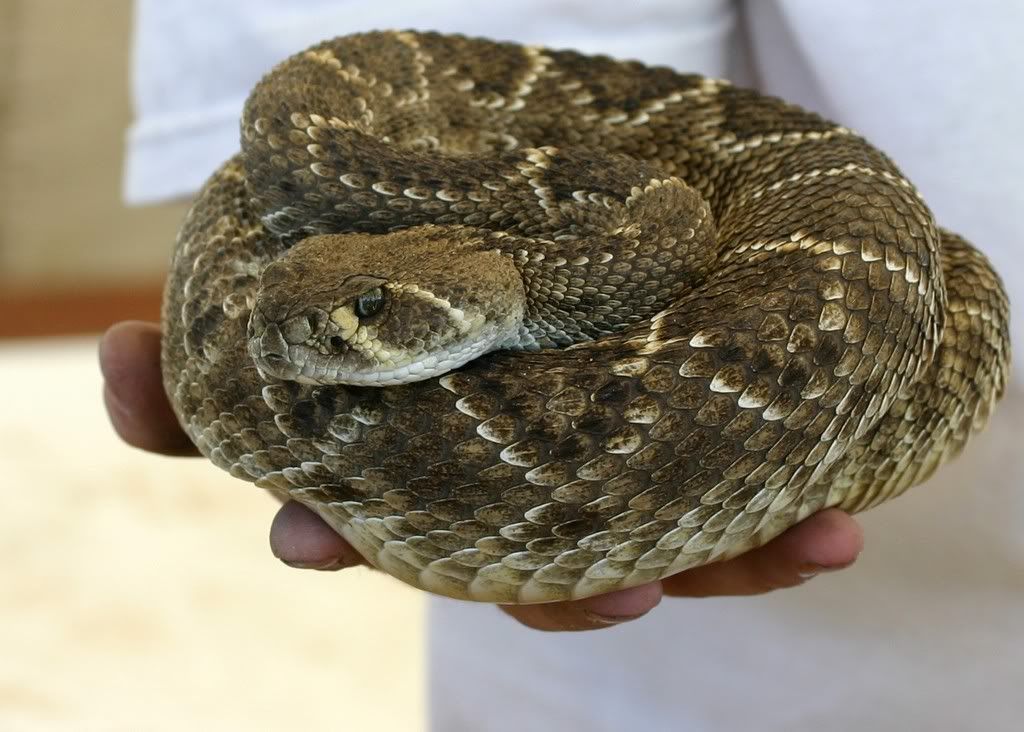 Rattlesnakes! — Digital Grin Photography Forum